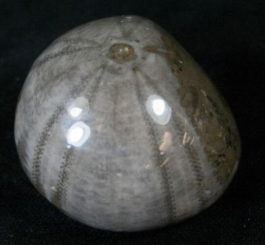 Polished Sea Urchin From Morocco (Jurassic) #14300